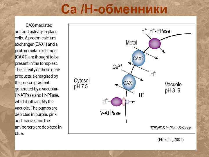 Са /H-обменники 