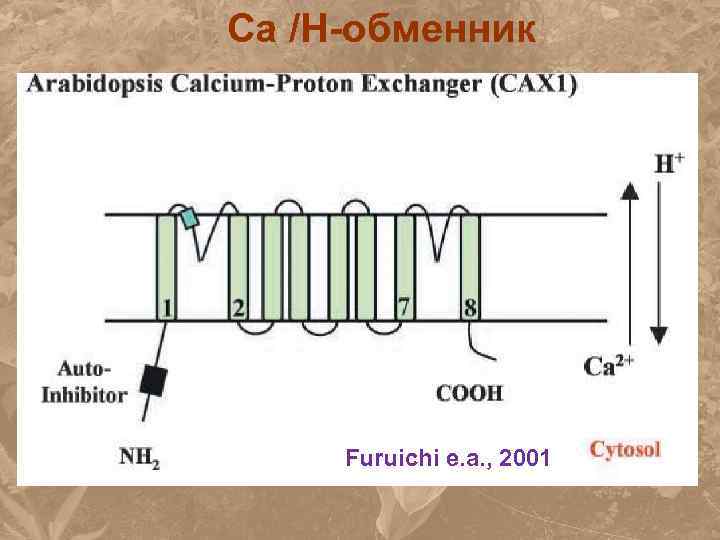 Са /H-обменник Furuichi e. a. , 2001 