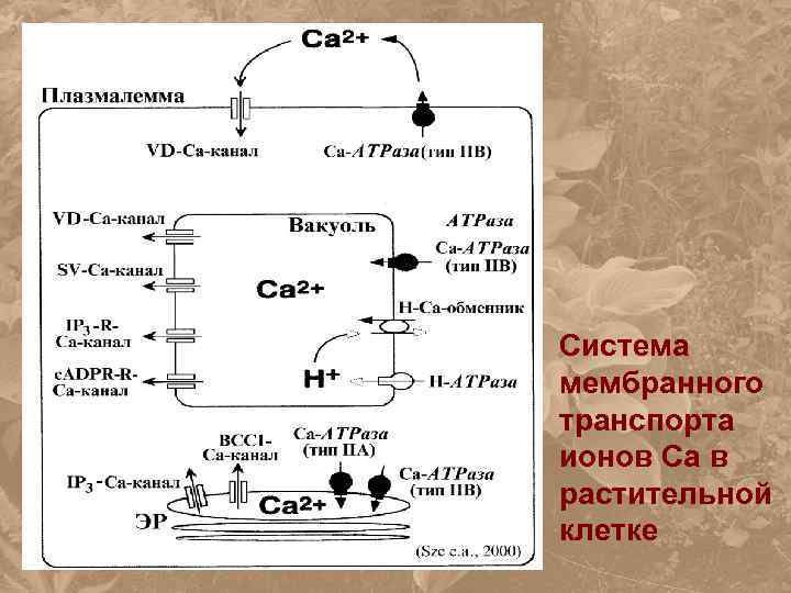 Система мембранного транспорта ионов Са в растительной клетке 