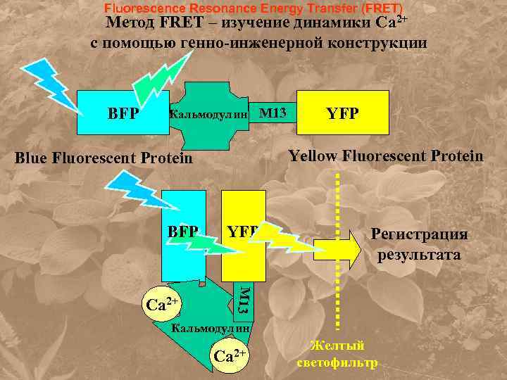 Fluorescence Resonance Energy Transfer (FRET) Метод FRET – изучение динамики Ca 2+ с помощью