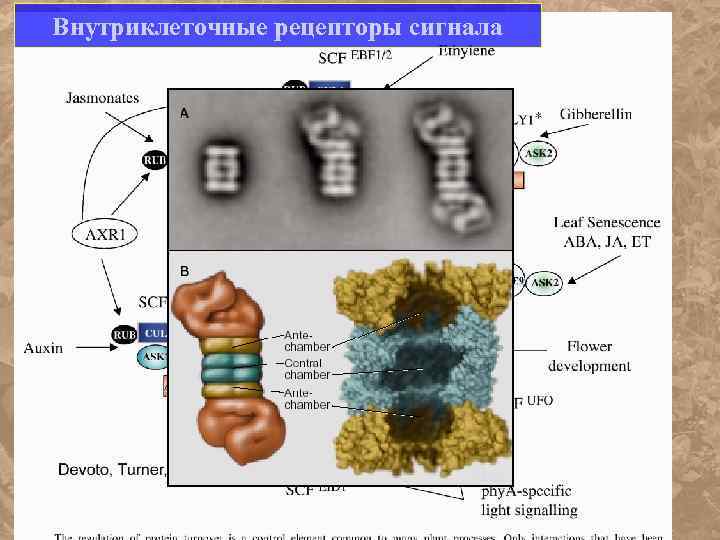 Внутриклеточные рецепторы сигнала 