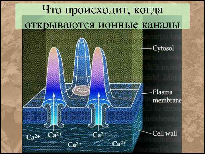 Что происходит, когда открываются ионные каналы 