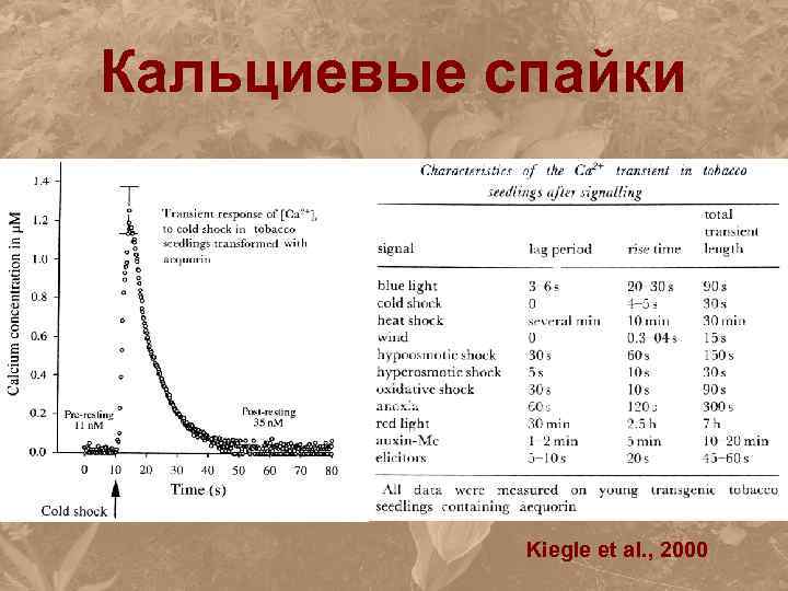 Кальциевые спайки Kiegle et al. , 2000 