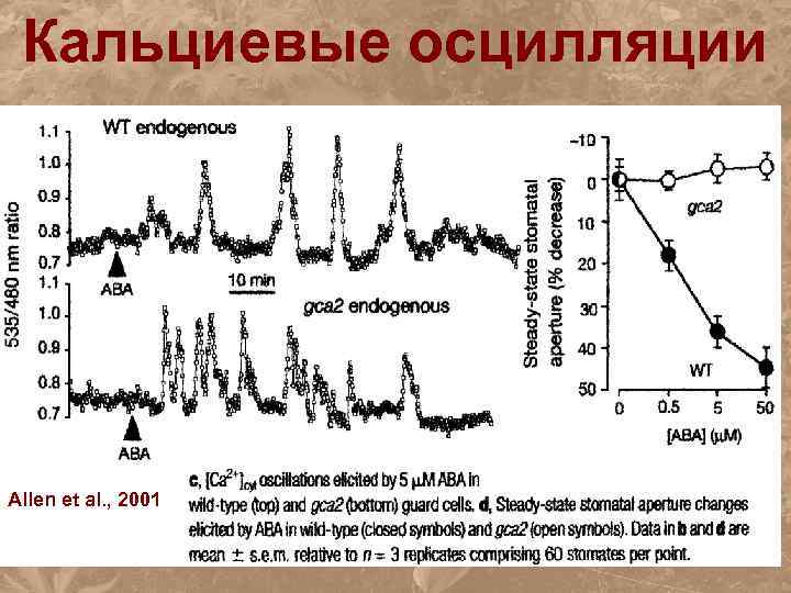 Кальциевые осцилляции Allen et al. , 2001 