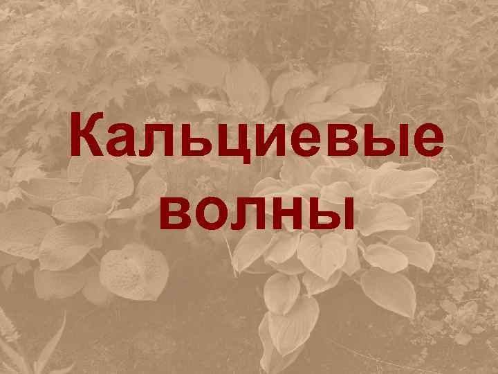 Кальциевые волны 