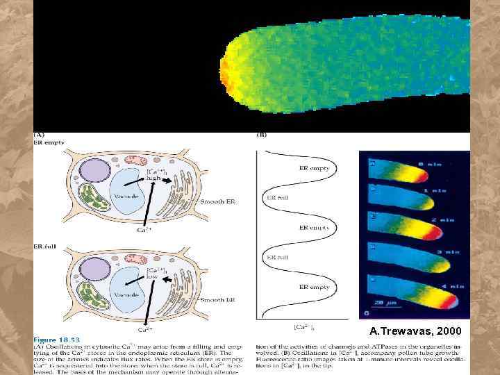 A. Trewavas, 2000 