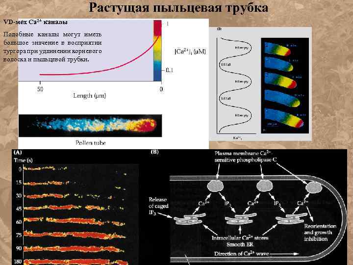 Растущая пыльцевая трубка VD-мех Са 2+ каналы Подобные каналы могут иметь большое значение в