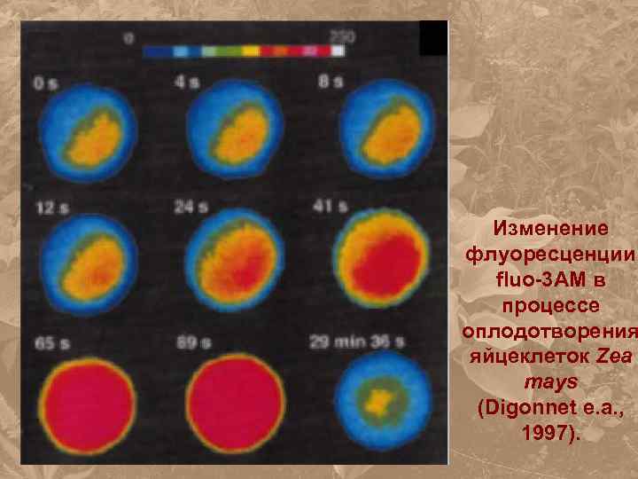 Изменение флуоресценции fluo-3 AM в процессе оплодотворения яйцеклеток Zea mays (Digonnet e. a. ,