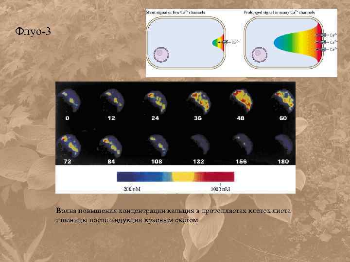 Флуо-3 Волна повышения концентрации кальция в протопластах клеток листа пшеницы после индукции красным светом