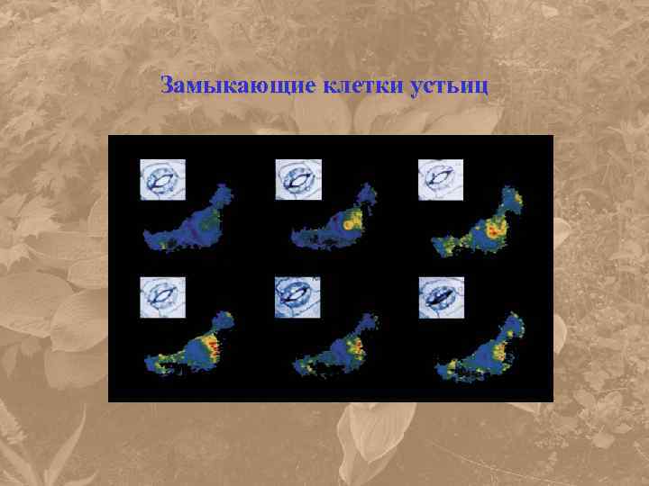 Замыкающие клетки устьиц 
