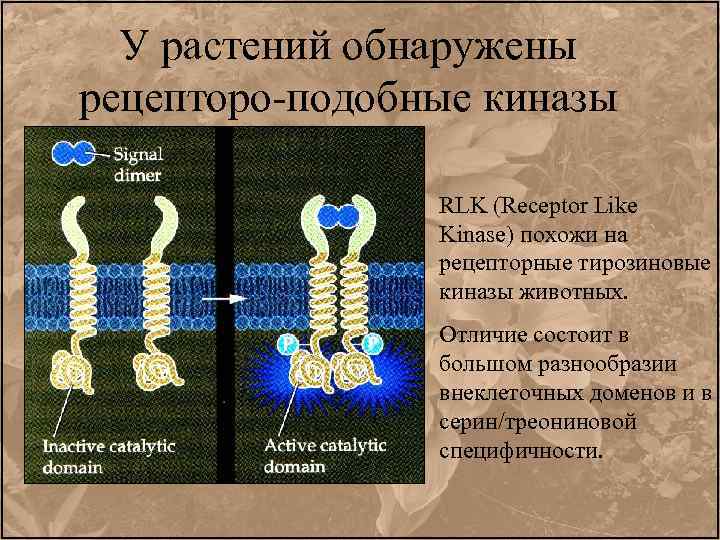 У растений обнаружены рецепторо-подобные киназы RLK (Receptor Like Kinase) похожи на рецепторные тирозиновые киназы