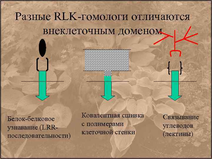 Разные RLK-гомологи отличаются внеклеточным доменом Белок-белковое узнавание (LRRпоследовательности) Ковалентная сшивка с полимерами клеточной стенки