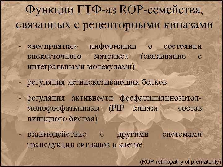 Функции ГТФ-аз ROP-семейства, связанных с рецепторными киназами • «восприятие» информации о состоянии внеклеточного матрикса