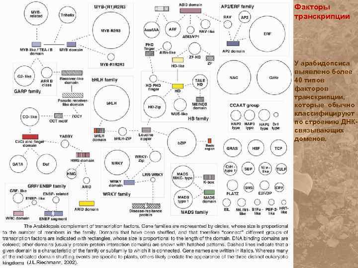 Факторы транскрипции У арабидопсиса выявлено более 40 типов факторов транскрипции, которые обычно классифицируют по