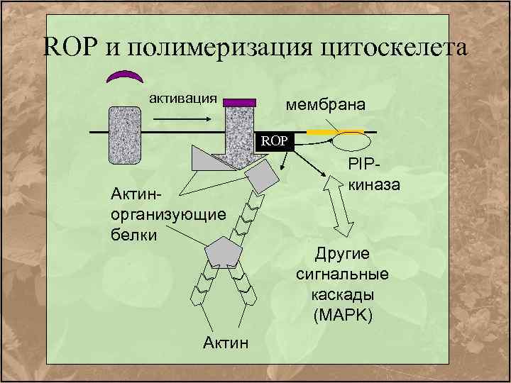 ROP и полимеризация цитоскелета активация мембрана ROP Актинорганизующие белки Актин PIPкиназа Другие сигнальные каскады