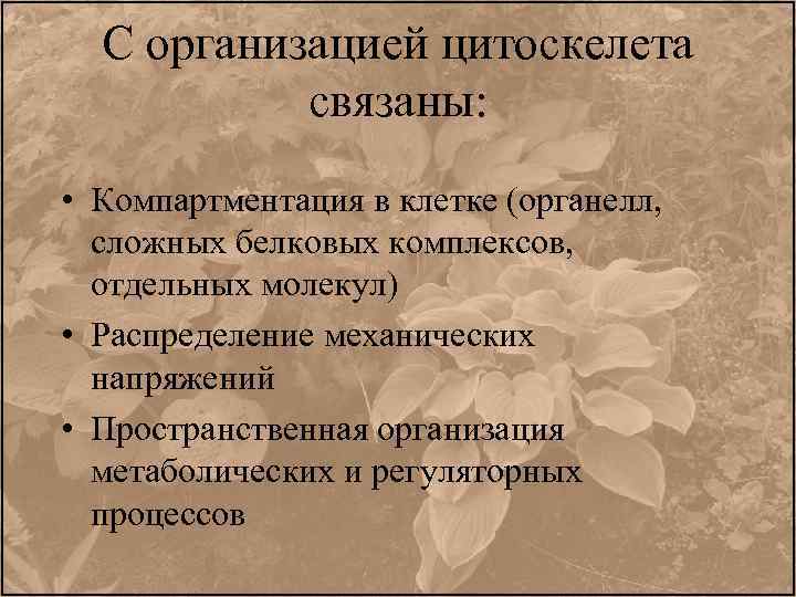 С организацией цитоскелета связаны: • Компартментация в клетке (органелл, сложных белковых комплексов, отдельных молекул)