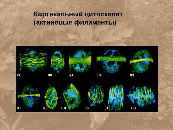 Кортикальный цитоскелет (актиновые филаменты) 