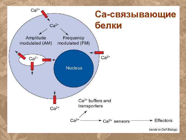 Са-связывающие белки 