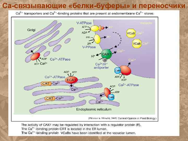 Связывающие белки