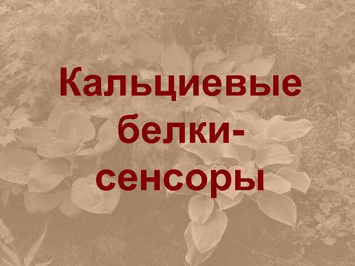 Кальциевые белкисенсоры 