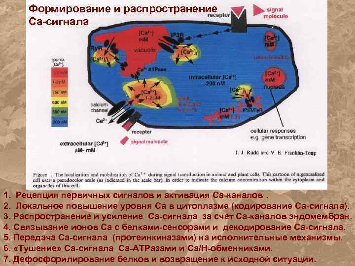 Формирование и распространение Са-сигнала 1. Рецепция первичных сигналов и активация Са-каналов. 2. Локальное повышение