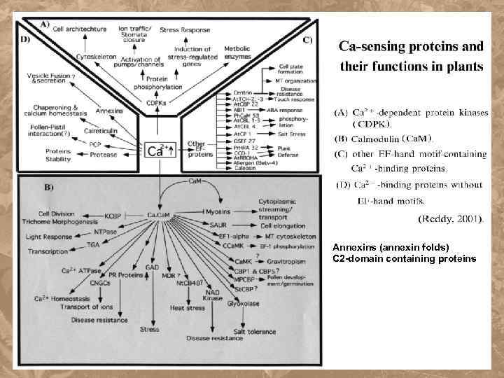 Annexins (annexin folds) C 2 -domain containing proteins 