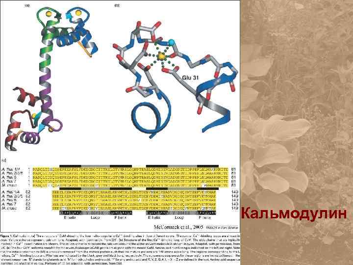 Кальмодулин 
