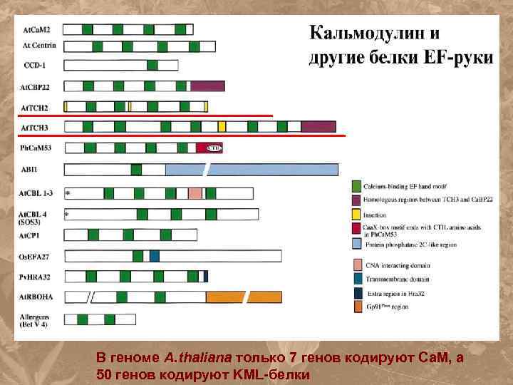 В геноме A. thaliana только 7 генов кодируют Cа. M, а 50 генов кодируют