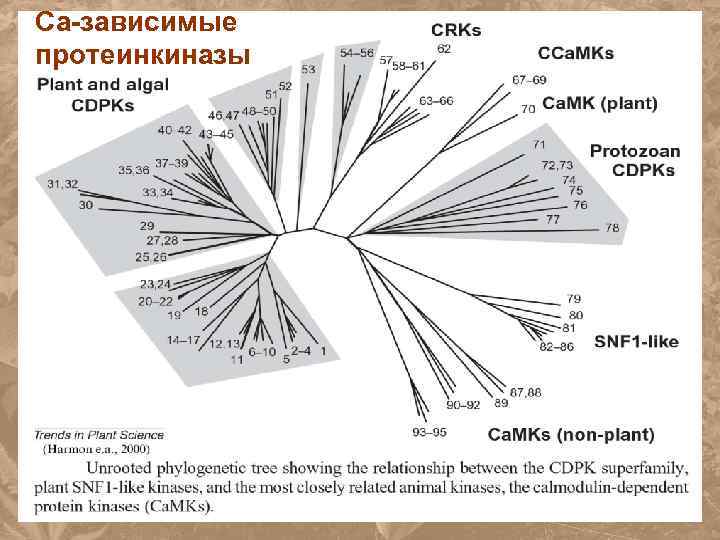 Са-зависимые протеинкиназы 