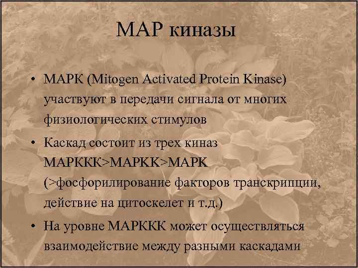 МАР киназы • MAPК (Mitogen Activated Protein Kinase) участвуют в передачи сигнала от многих