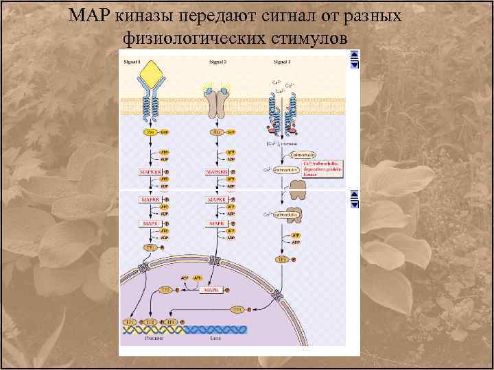 МАР киназы передают сигнал от разных физиологических стимулов 