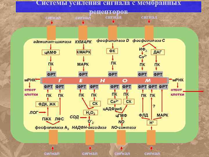 Системы усиления сигнала с мембранных рецепторов сигнал фосфолипаза D фосфолипаза С аденилат-циклаза ККМАРК ИФ