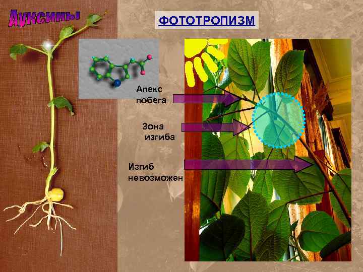 Изгиб зон. Фототропизм побега. Фототропизм у растений. Апекс побега. Апекс растения.