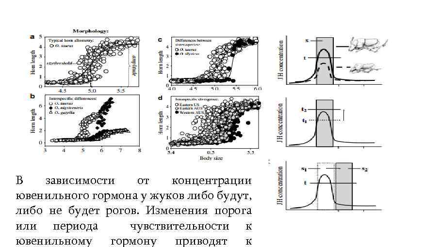 В зависимости от концентрации ювенильного гормона у жуков либо будут, либо не будет рогов.