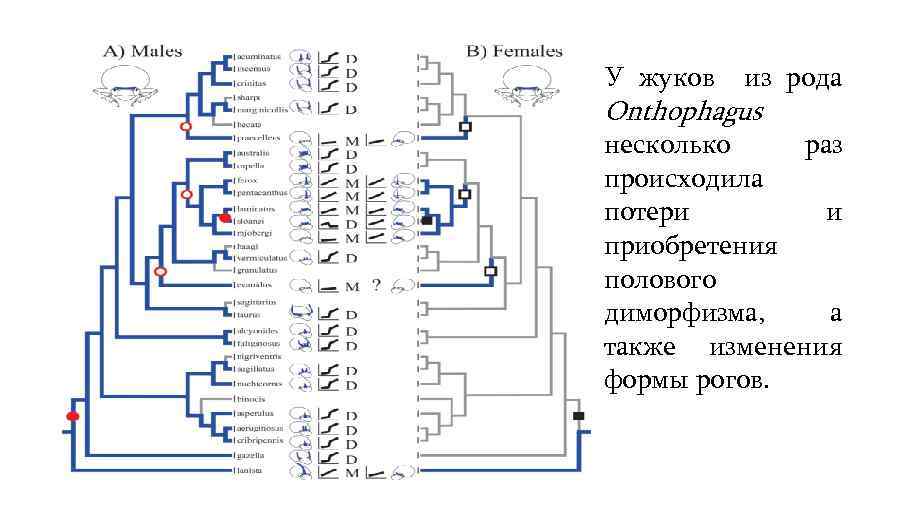 У жуков из рода Onthophagus несколько раз происходила потери и приобретения полового диморфизма, а