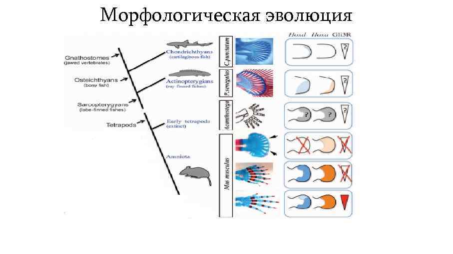Морфологическая эволюция 