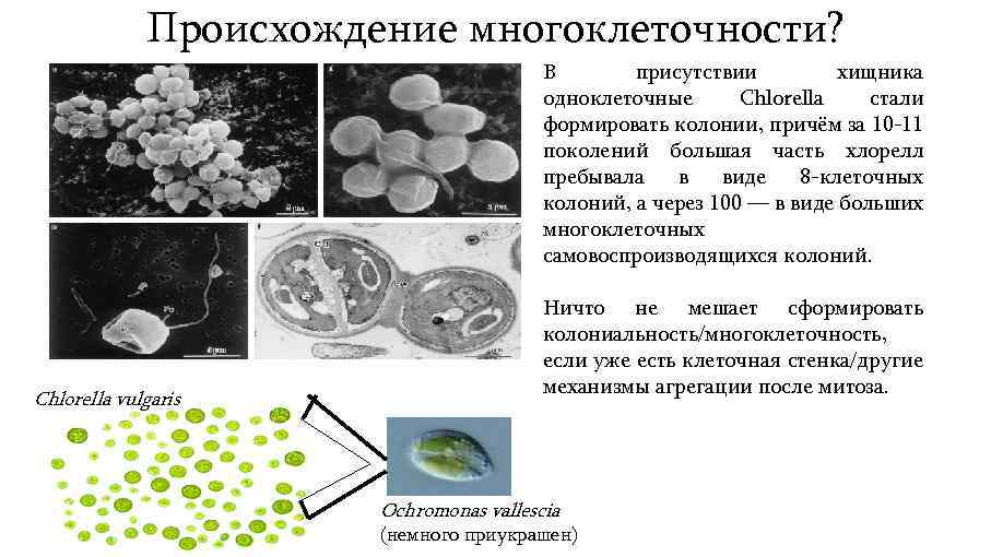 Происхождения клеточных организмов. Теории происхождения многоклеточности. Теории возникновения многоклеточности. Появление многоклеточности. Возникновение многоклеточности.