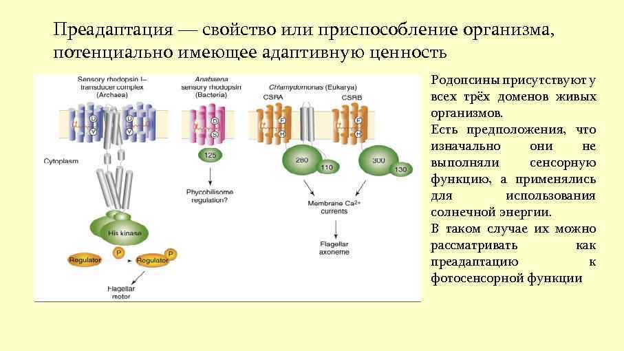 Преадаптация — свойство или приспособление организма, потенциально имеющее адаптивную ценность Родопсины присутствуют у всех
