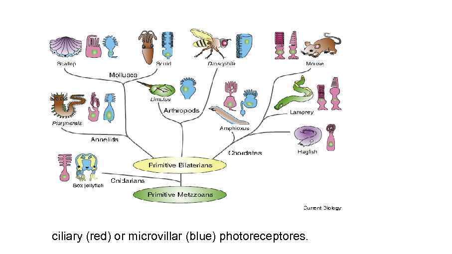 ciliary (red) or microvillar (blue) photoreceptores. 