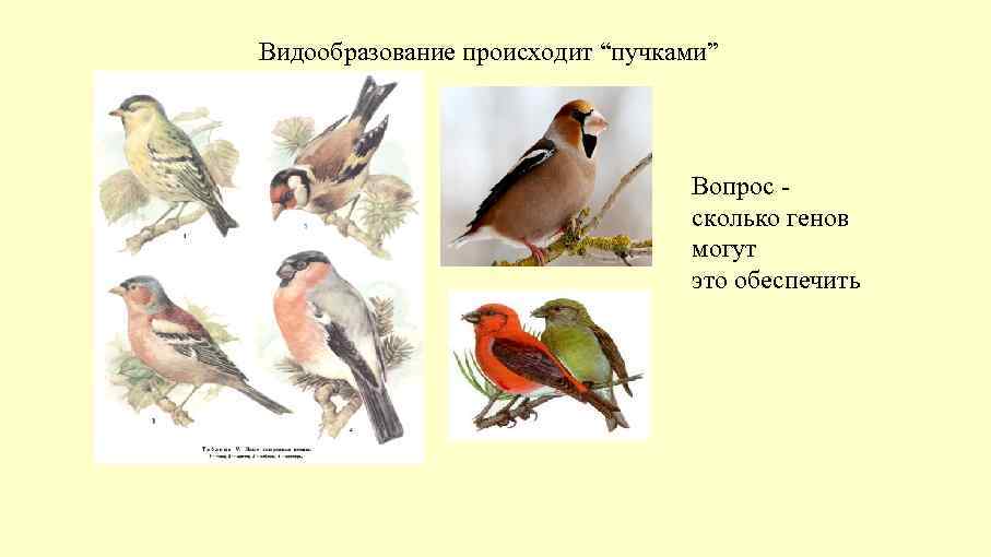 Видообразование происходит “пучками” Вопрос сколько генов могут это обеспечить 