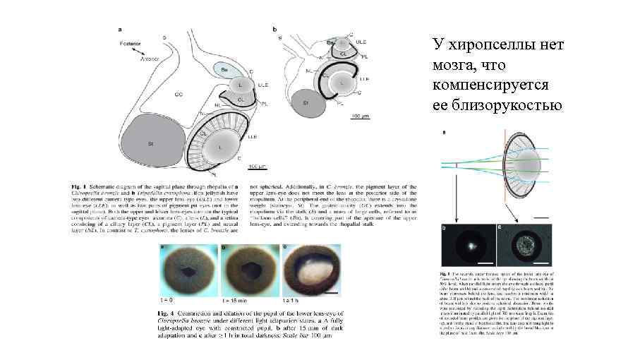 У хиропселлы нет мозга, что компенсируется ее близорукостью 