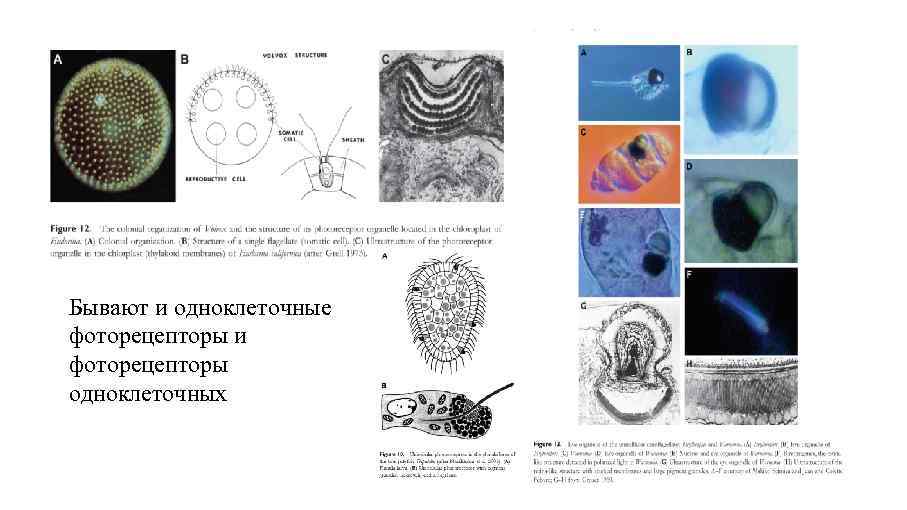 Бывают и одноклеточные фоторецепторы и фоторецепторы одноклеточных 