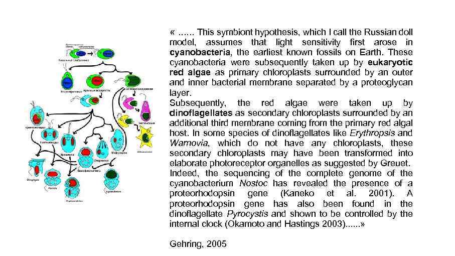  «. . . This symbiont hypothesis, which I call the Russian doll model,