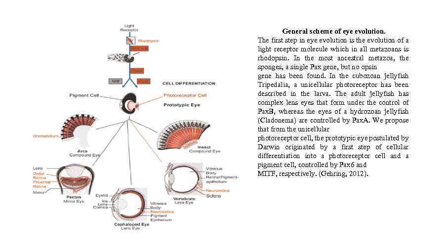 General scheme of eye evolution. The first step in eye evolution is the evolution