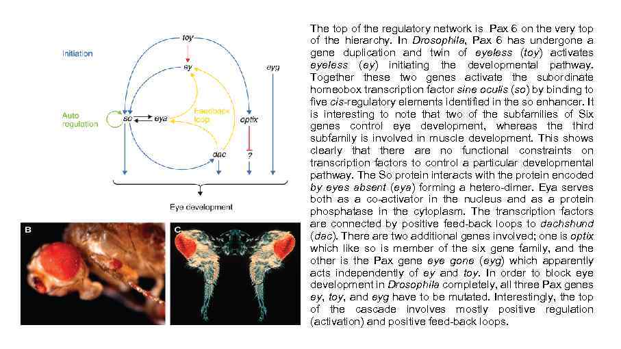 The top of the regulatory network is Pax 6 on the very top of