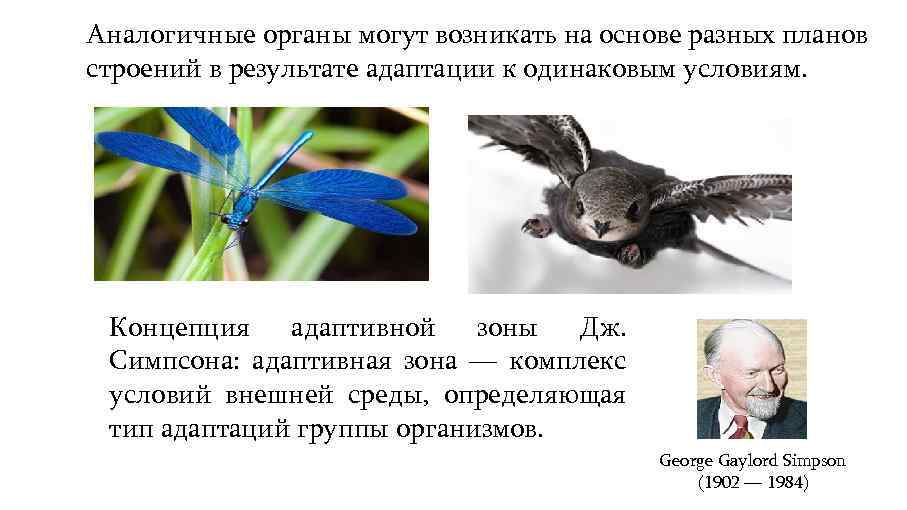 Аналогичные органы могут возникать на основе разных планов строений в результате адаптации к одинаковым