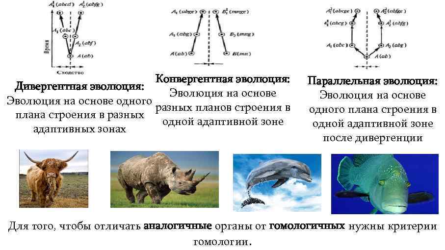 Эволюция формы тела. Конвергентная и дивергентная Эволюция. Дивергентная Эволюция примеры. Параллелизм в эволюции. Дивергентная форма эволюции.