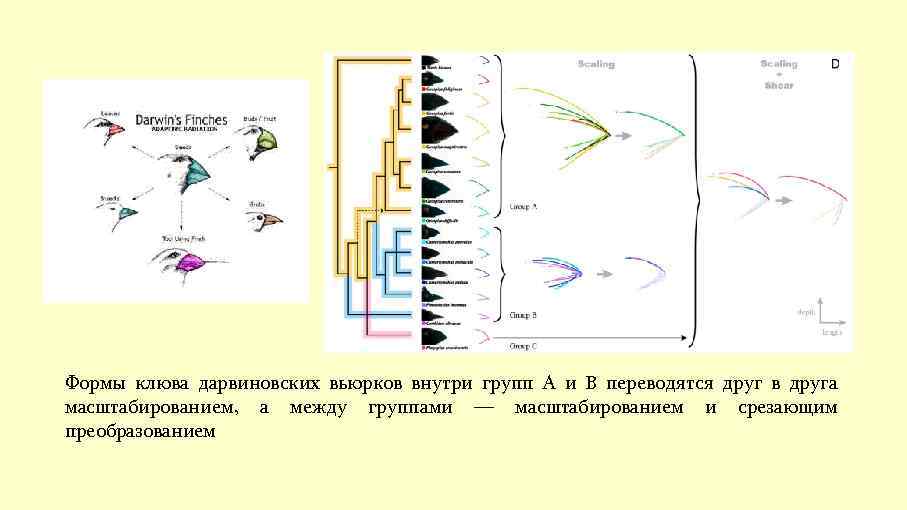 Формы клюва дарвиновских вьюрков внутри групп A и B переводятся друг в друга масштабированием,