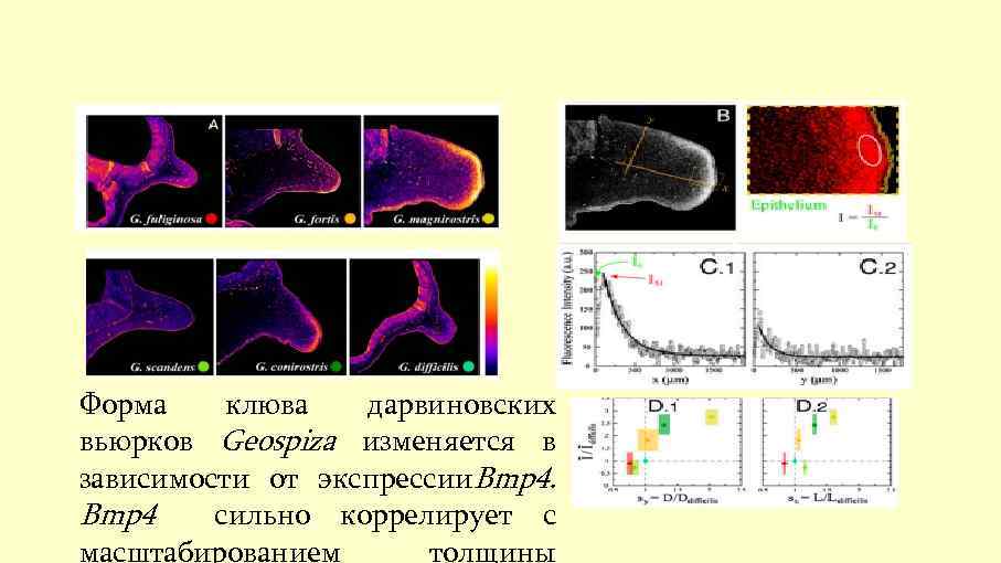 Форма клюва дарвиновских вьюрков Geospiza изменяется в зависимости от экспрессии. Bmp 4 сильно коррелирует