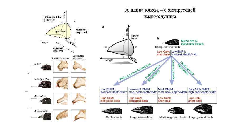 А длина клюва – с экспрессией кальмодулина 